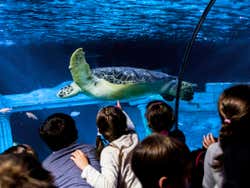 Une tortue de l'aquarium
