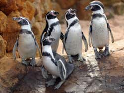 Les bébés pingouins de l'aquarium