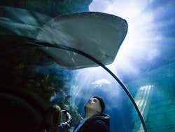 Le tunnel de l'aquarium